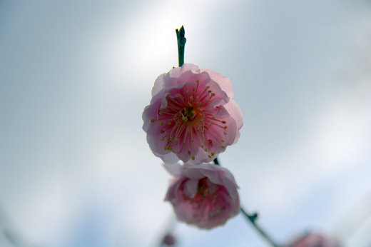 2008-2-21 万博公園 028.jpg