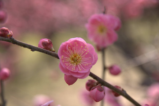 2008-2-21 万博公園 029.jpg