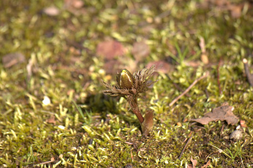 2008-2-21 万博公園 053.jpg